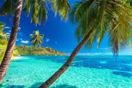 Bora-Bora_palm-trees-on-a-tropical-beach-with-a-blue-sea-on-moorea-tahiti-island-640x427.jpg