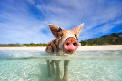 schwimmendes Schwein in der Big Mayor Bay
