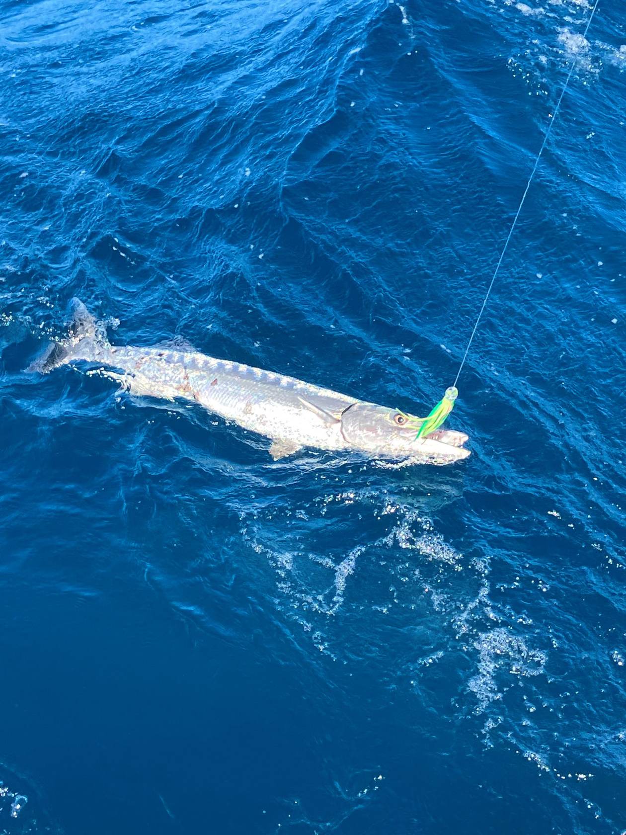 Barracuda am Angelhaken in tiefblauem Wasser