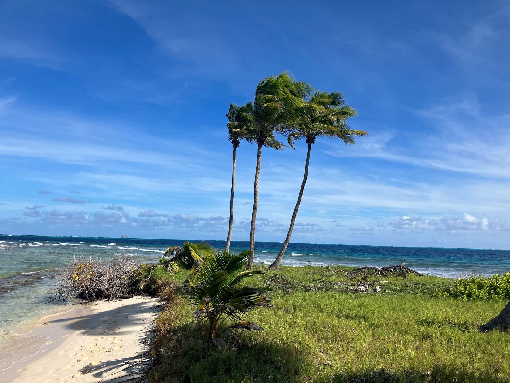 Palmen im Wind auf einer Sandinsel