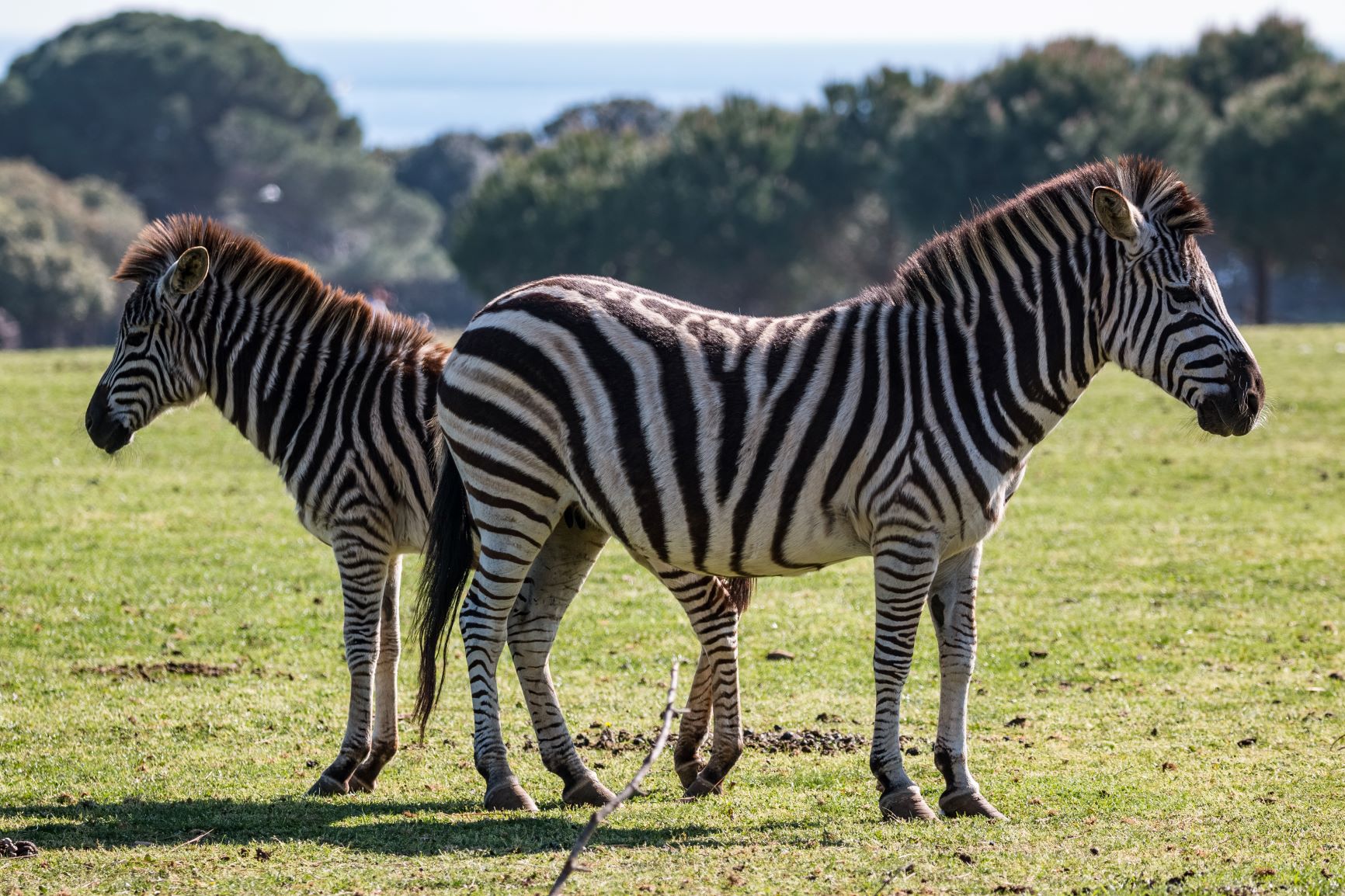 Zebras im Nationalpark Brijuni in Istrien