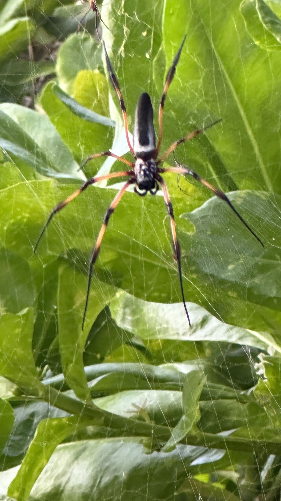 Große Spinne vor grünem, tropischen Blattwerk