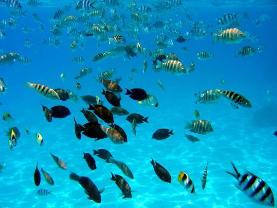Bunte Korallenfische unter Wasser