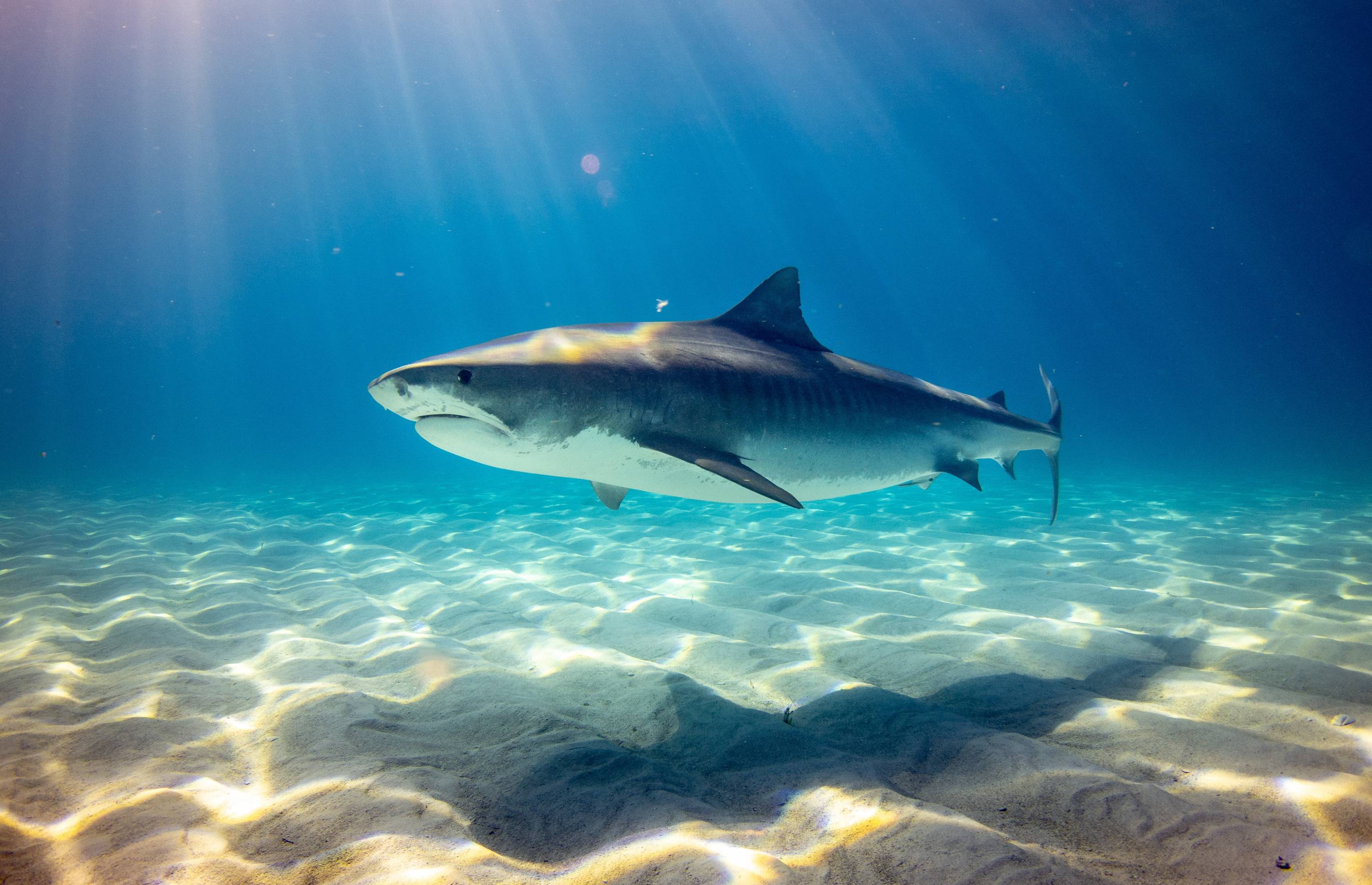 Hai in den Meeren der Bahamas