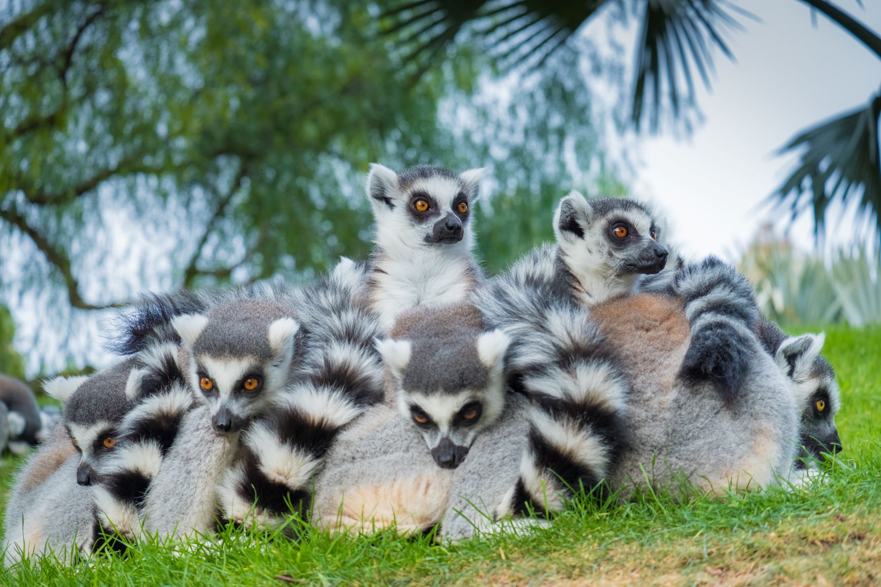 Lemuren auf einem Haufen gedrängt auf Madagaskar